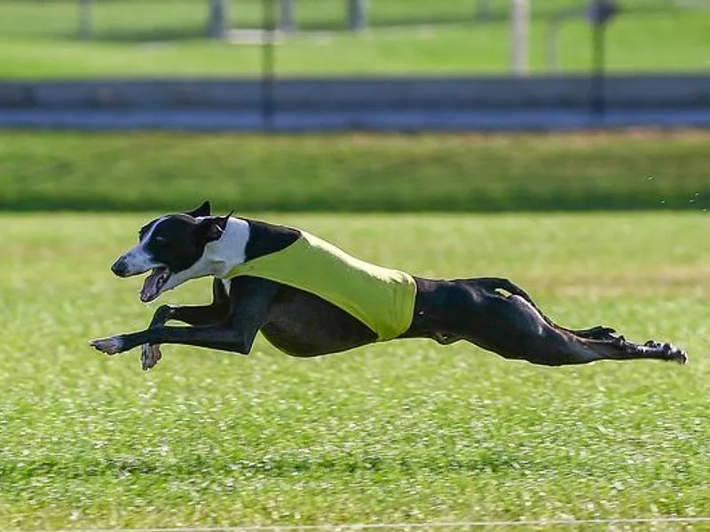 Divine Italian Greyhounds