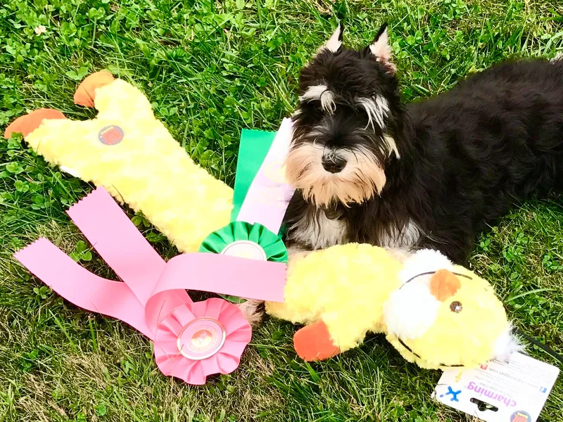 Divine Miniature Schnauzers
