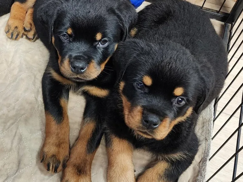 Divine Rottweilers