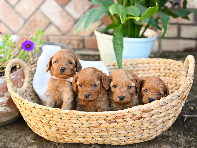 Divinity Grace Cavapoos