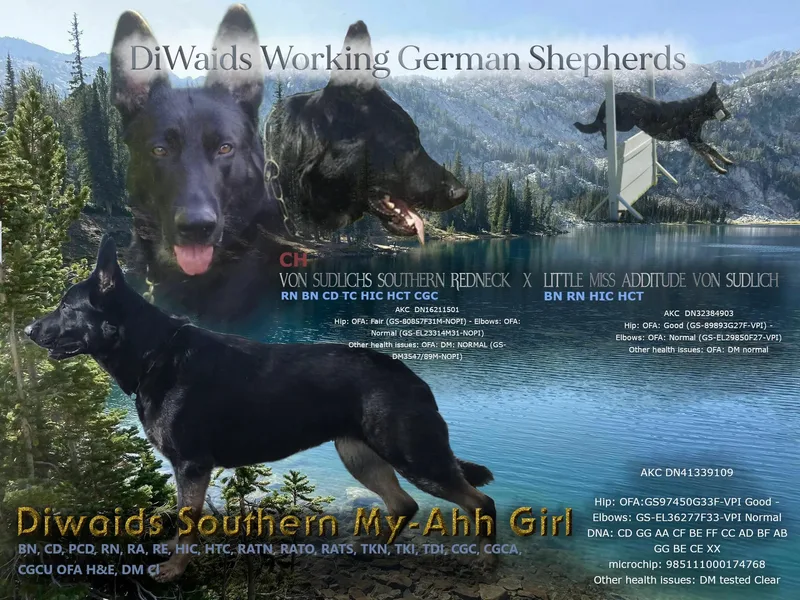 Diwaids Working German Shepherd Dogs