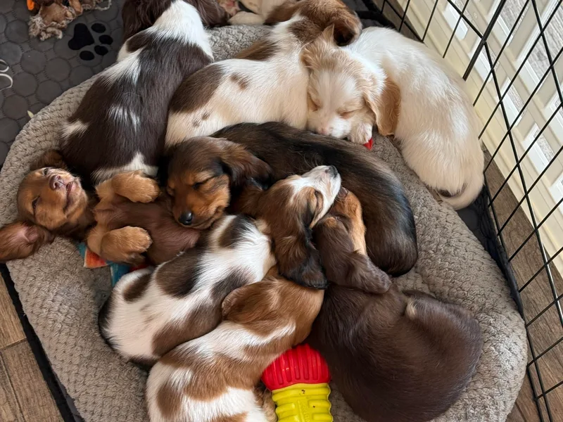 Dix n’ Dot Dachshunds