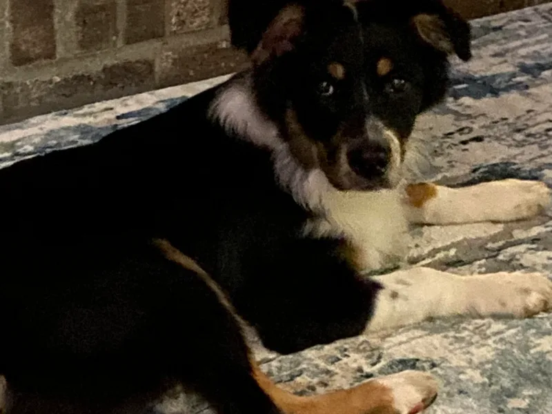 Dixie Australian Shepard