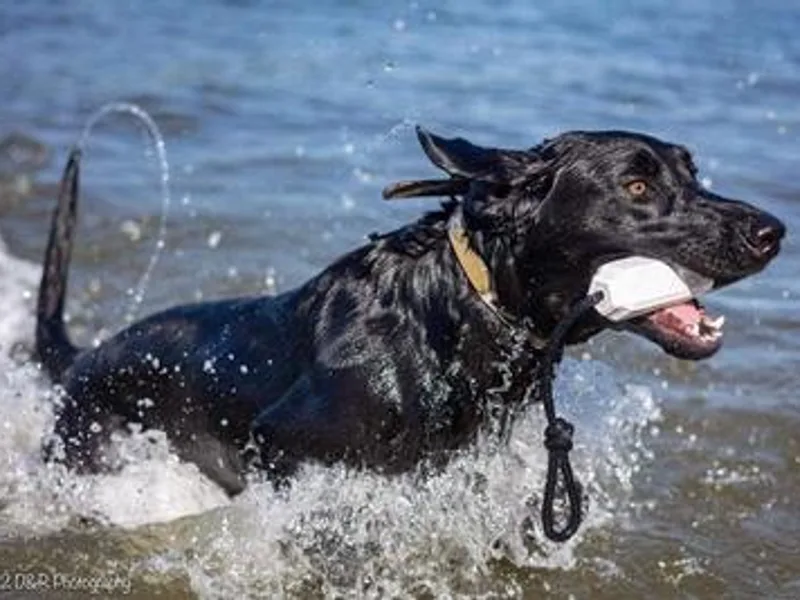 Dixie Creek Labradors