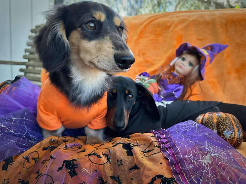 Dixie Dachshund Delights