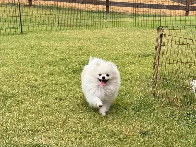 Dixie Darlings Pomeranians