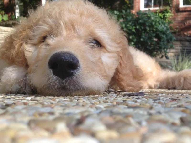 Dixie Magnolia Doodles