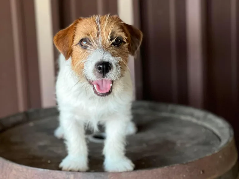 Dixie-Rose JRT