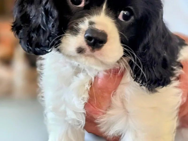 Dixie's Cavalier King Charles Spaniels