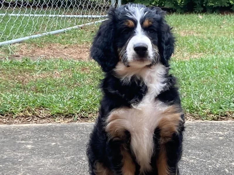 Dixie’s Darling Doodles