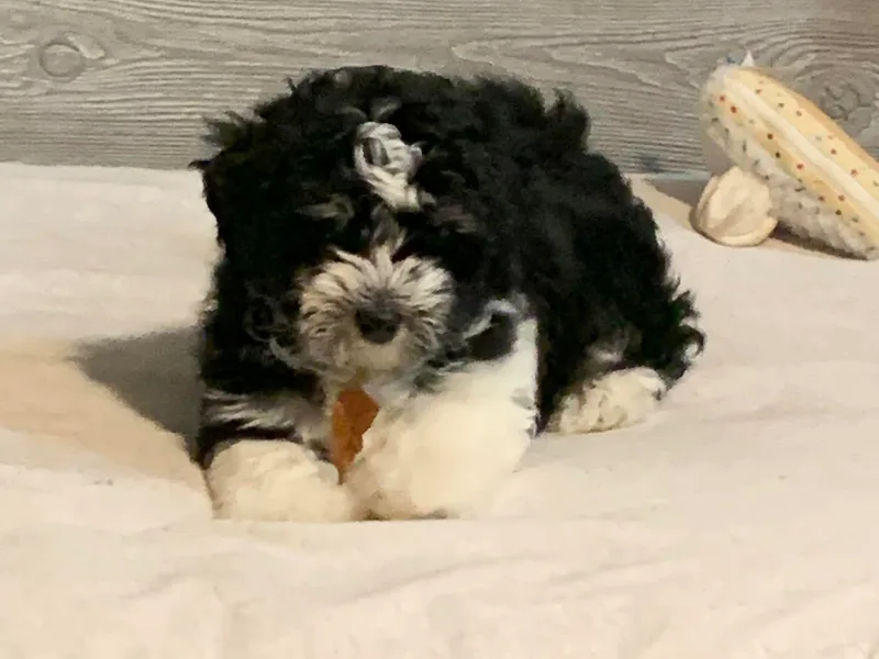 Dixie's Finest Havanese