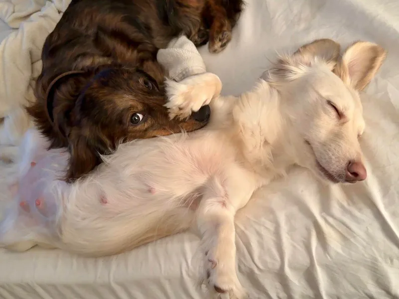 DixieLand Doxies