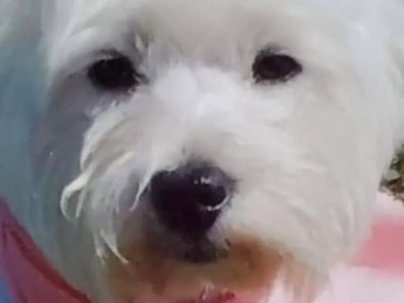 Dixieland Westies