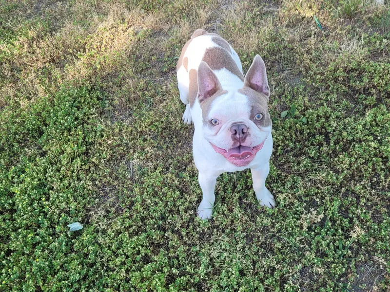 Dixies  southern  bostons