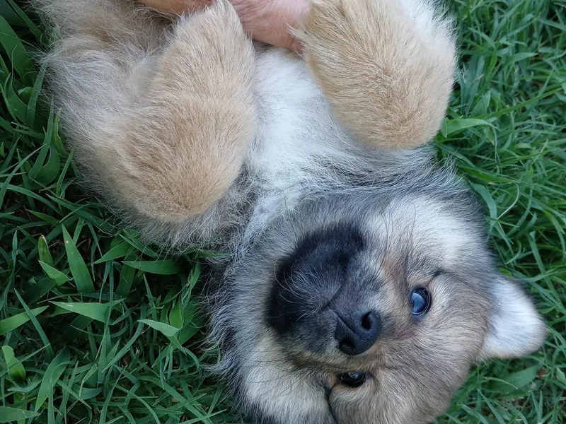 Dixon-Jones Pomeranians