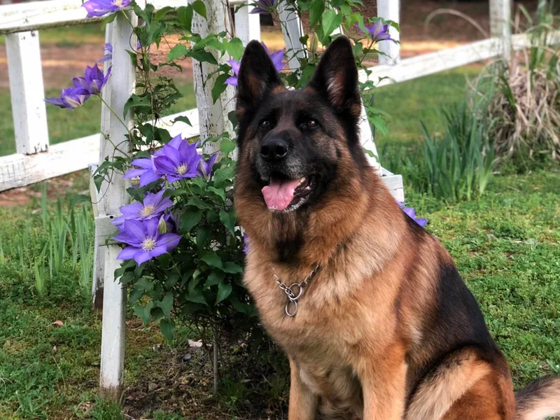 Dixonhill German Shepherds