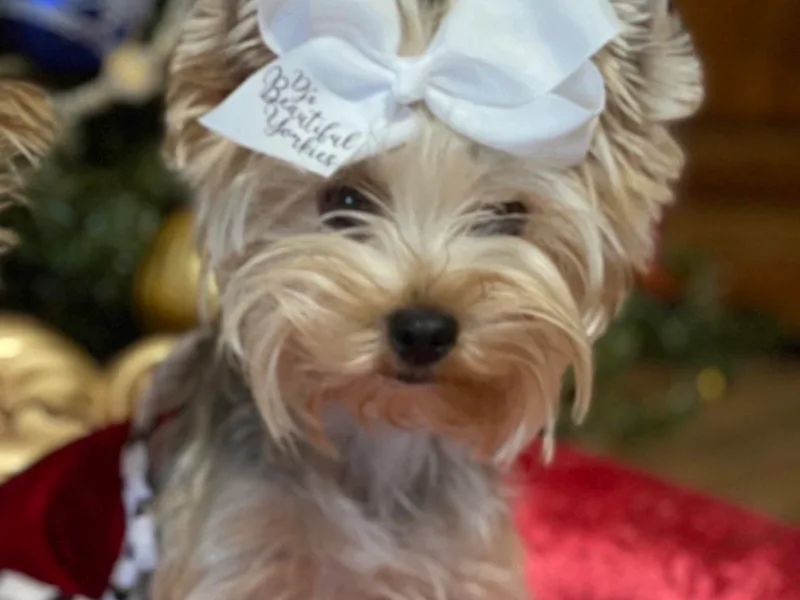 Dj’s House of Yorkies