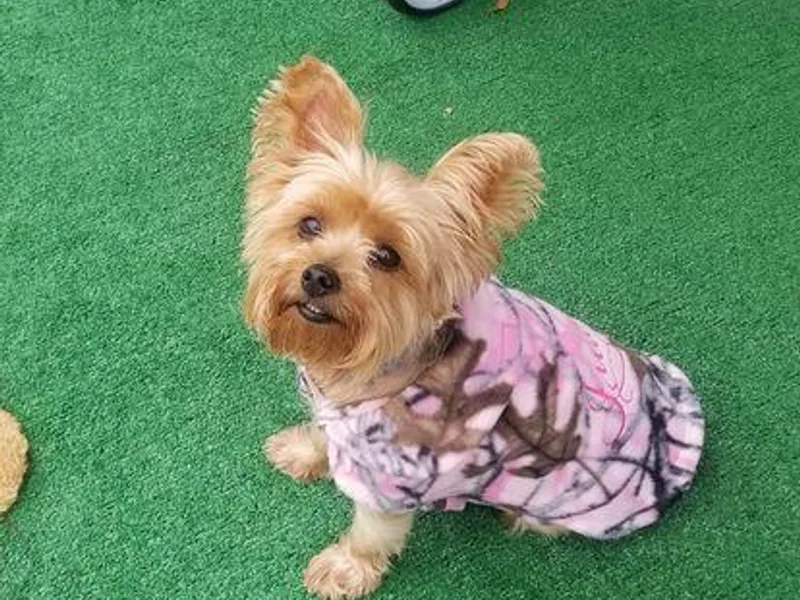 Djidade Muhavi's Yorkshire Terriers