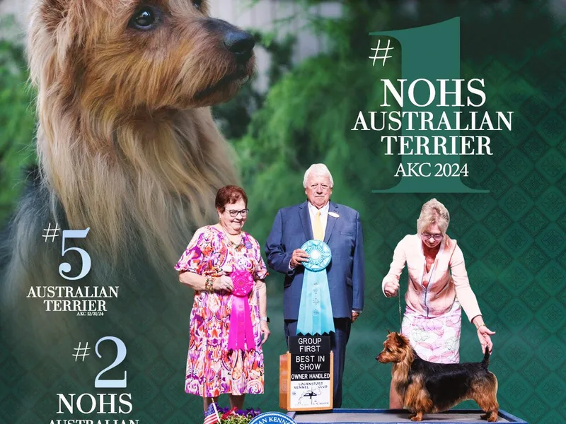 Djinda Australian Terriers