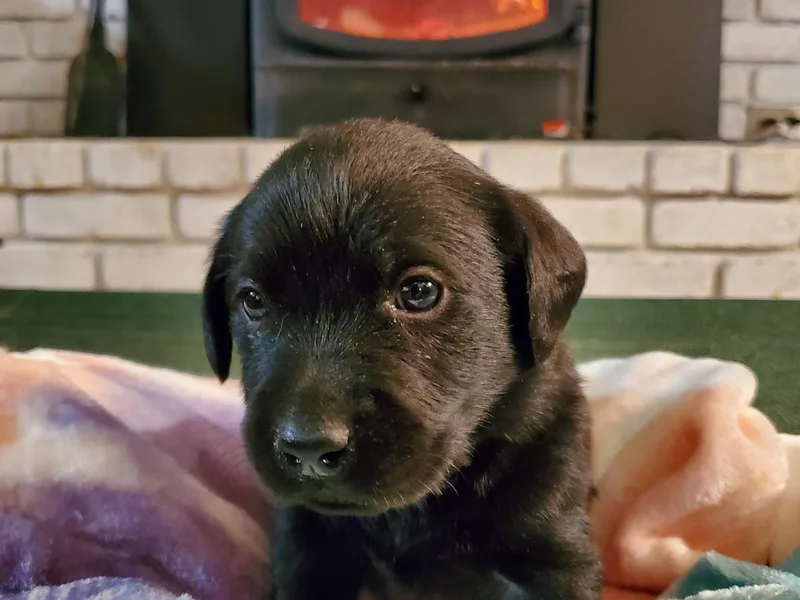 DK Redwood Labradors