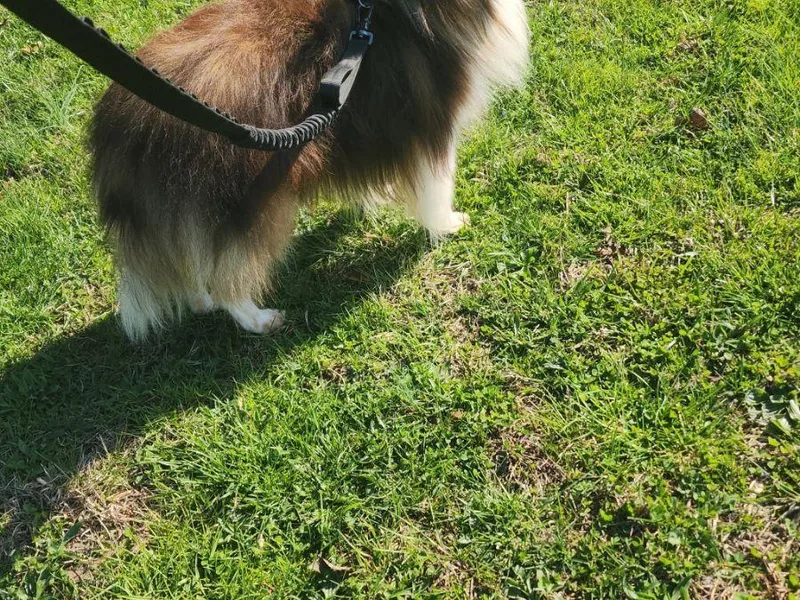 DK'S Sassy River Shelties