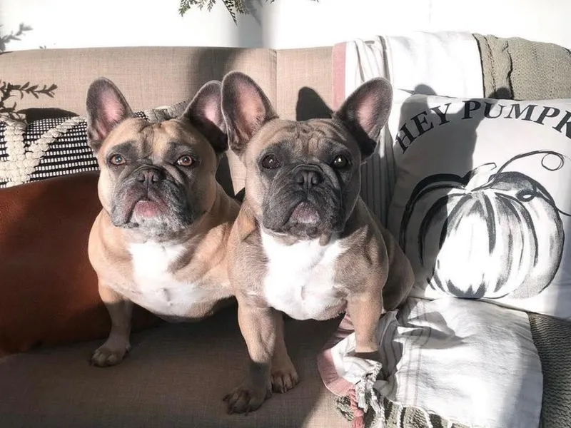 DKC Frenchies