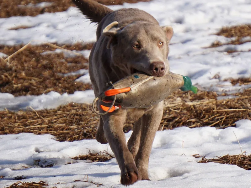 DLime Ranch Silver Labs photo 1