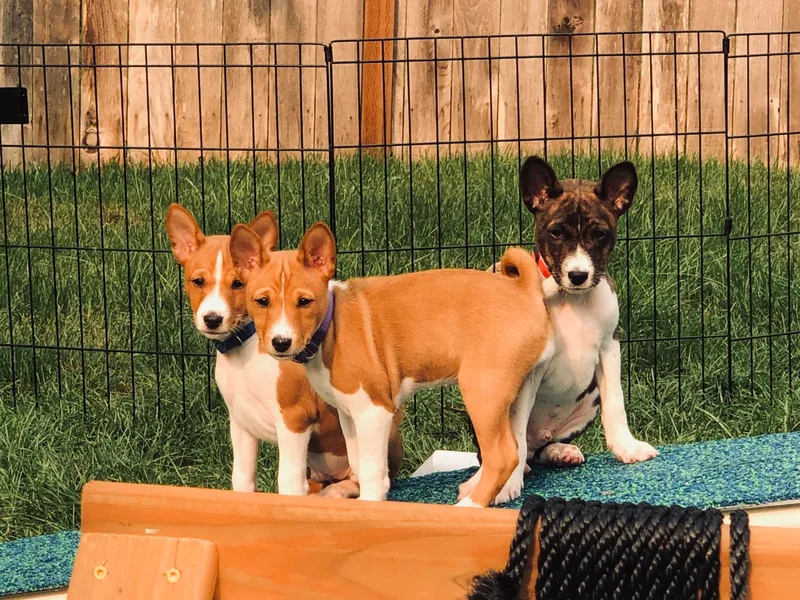 dLucks Basenjis