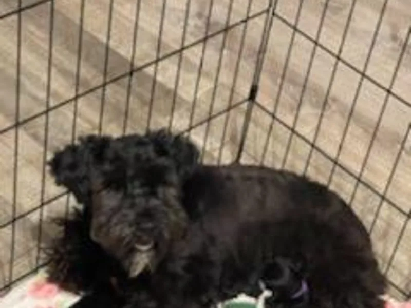 DM Schnoodles and schnauzers