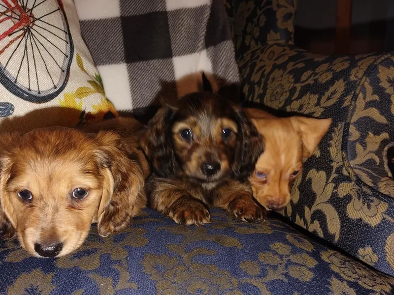 DMC Dachshunds photo 1