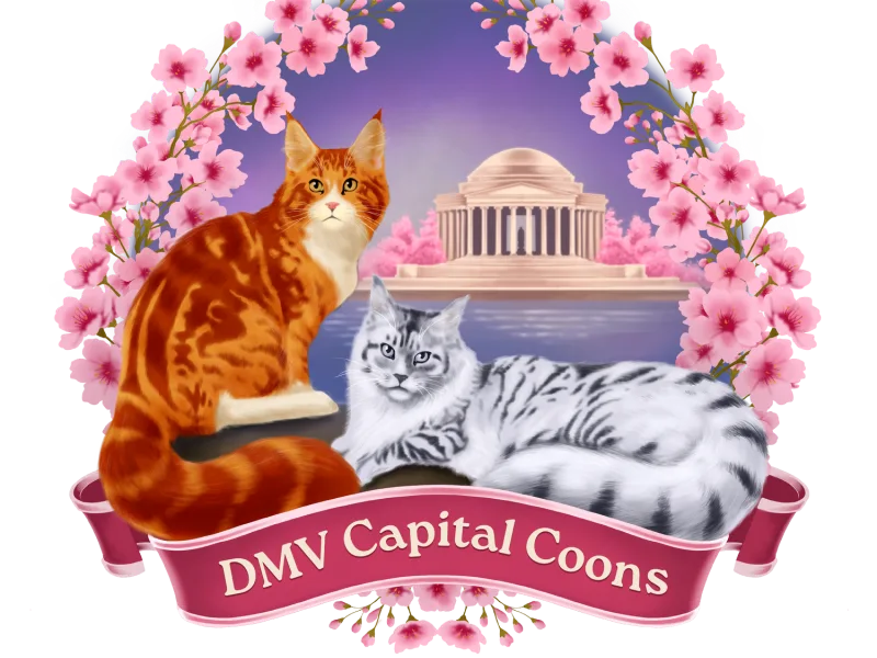DMVCapitalCoons