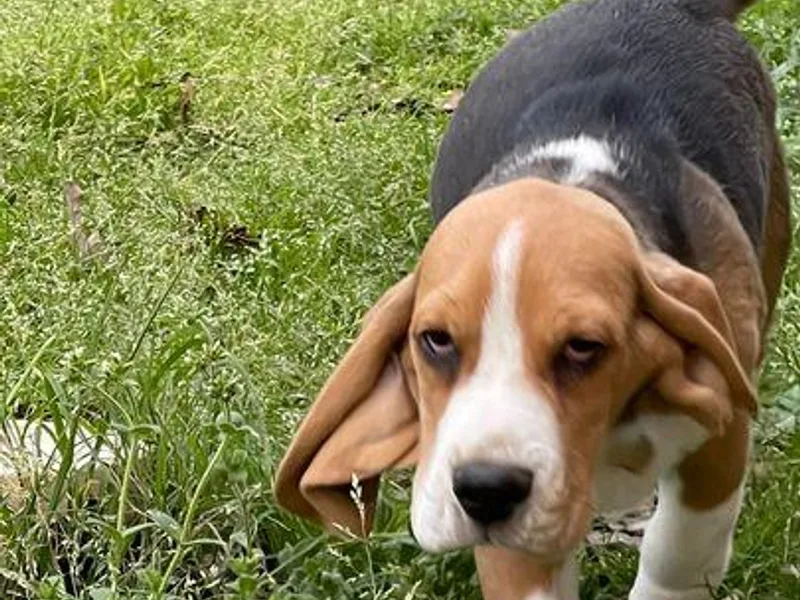 DNA Beagles &amp; Rotties