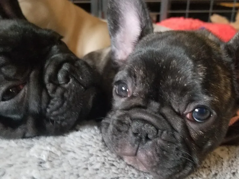 DnA Frenchies - Don and Angela Frenchies