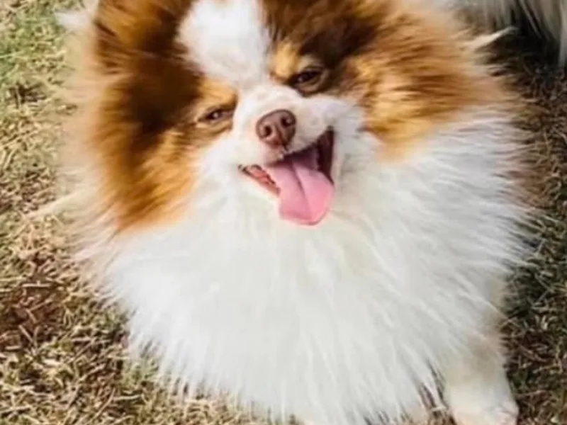 DNA Pomeranians