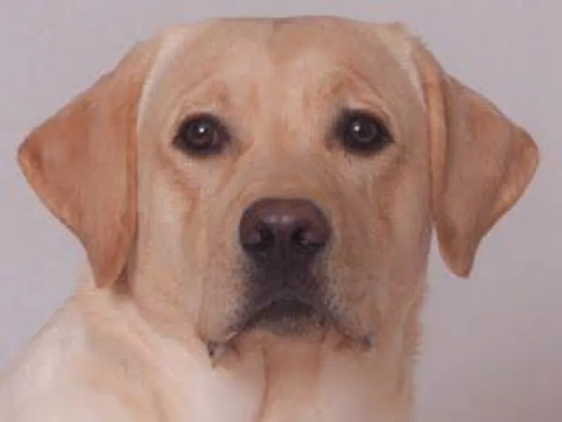 DNR Labrador Retrievers photo 1