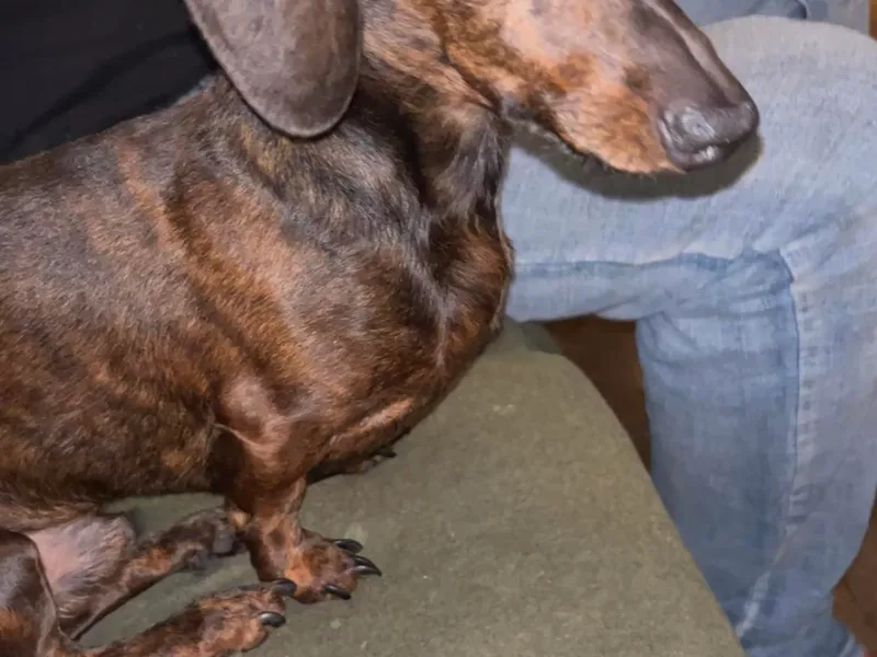 Do It With Love Dachshunds