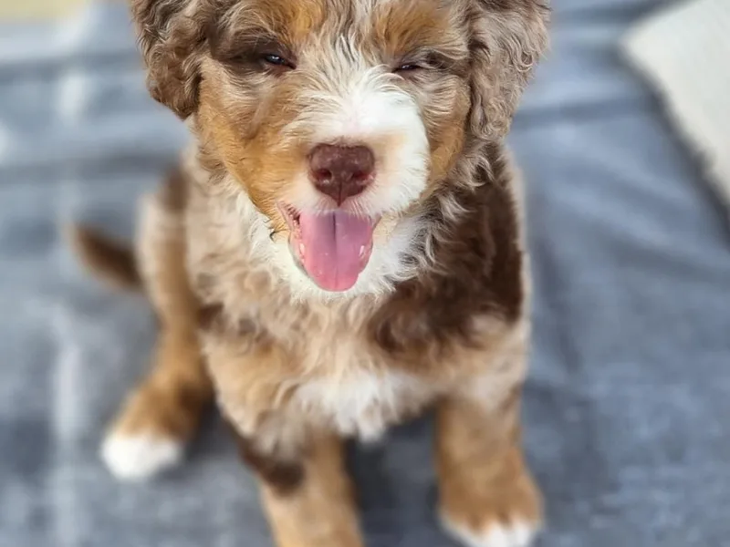 Do Wah Diddy Doodles