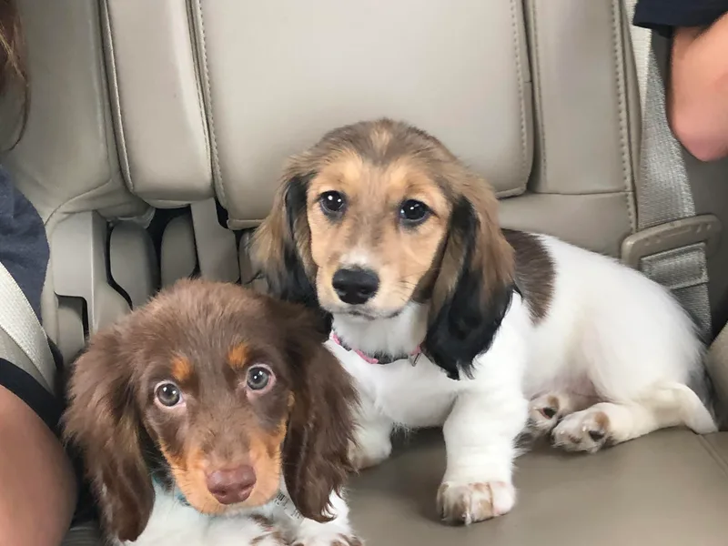 Dobbins Dachshunds