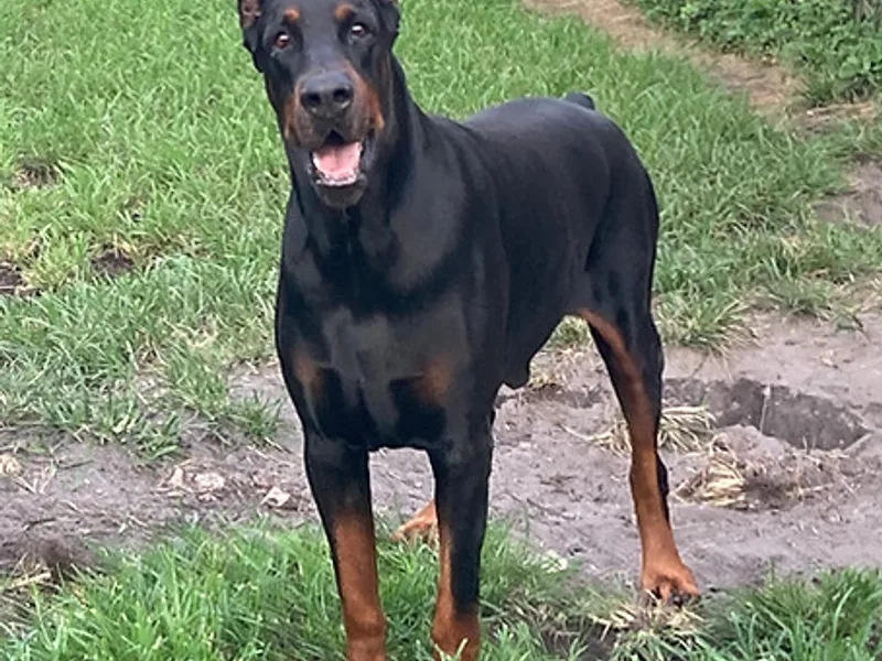 Doberman Of River Lemon