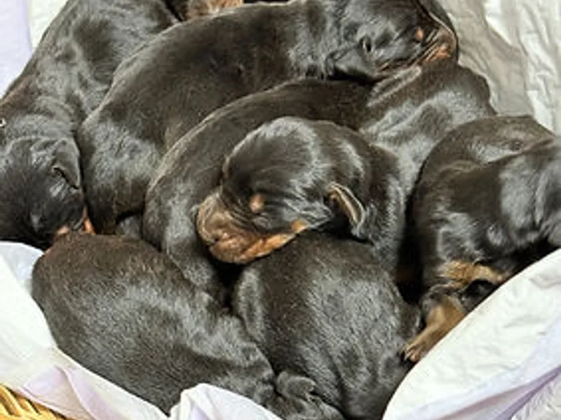 Dobermans at Saorsa Acres