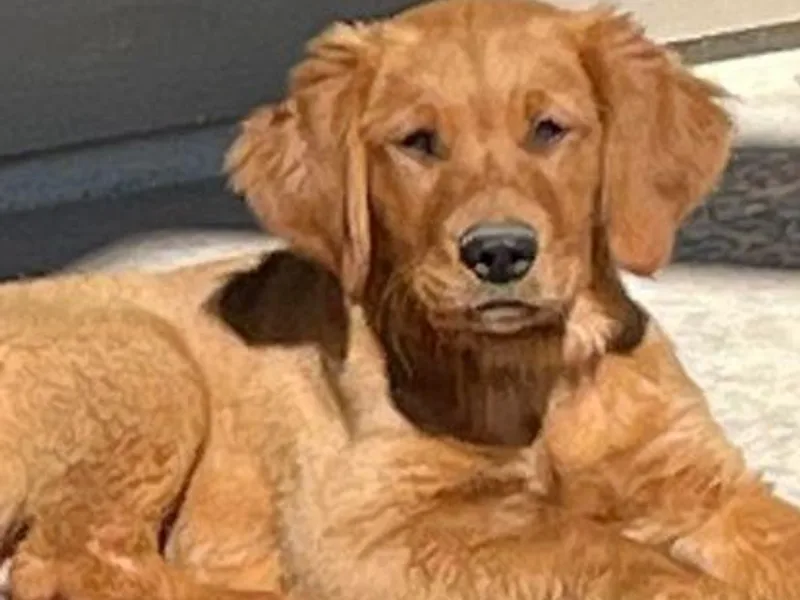 Doc’s Goldens photo 1