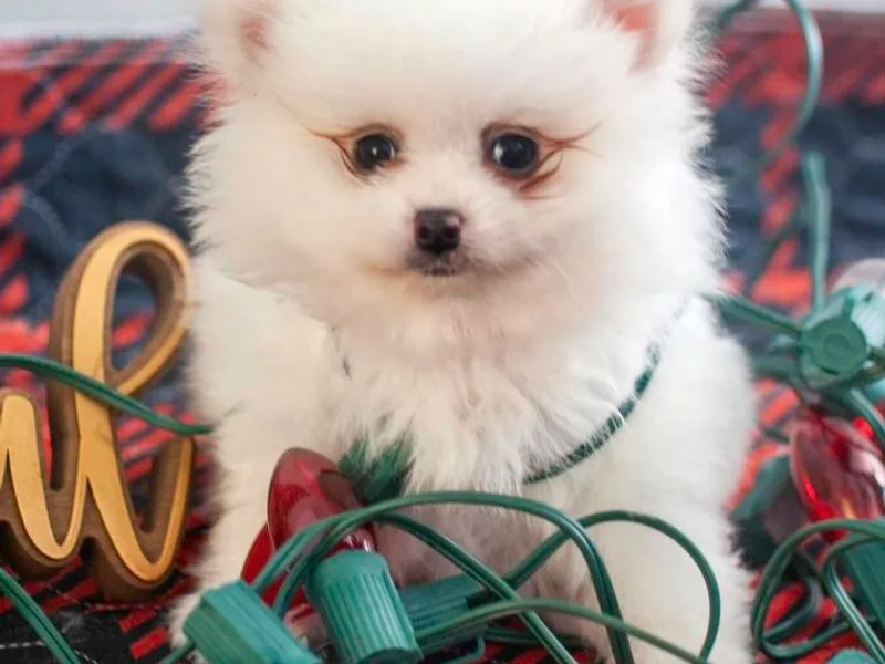 Doc’s Little Poms