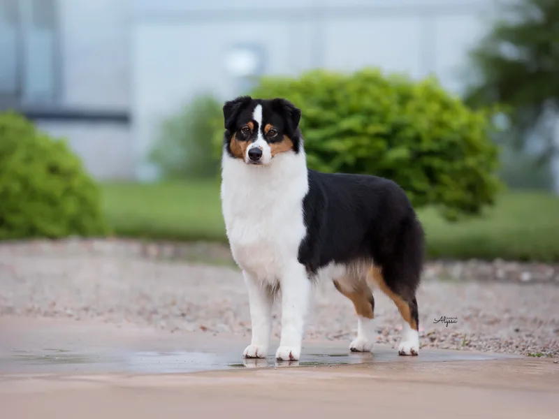 Dockside Australian Shepherds