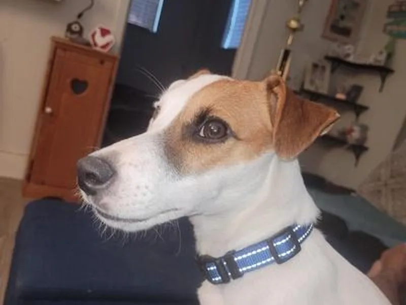 Dodd's Shorty Jack Russells