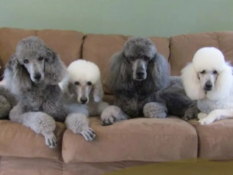 DoeValley Standard Poodles