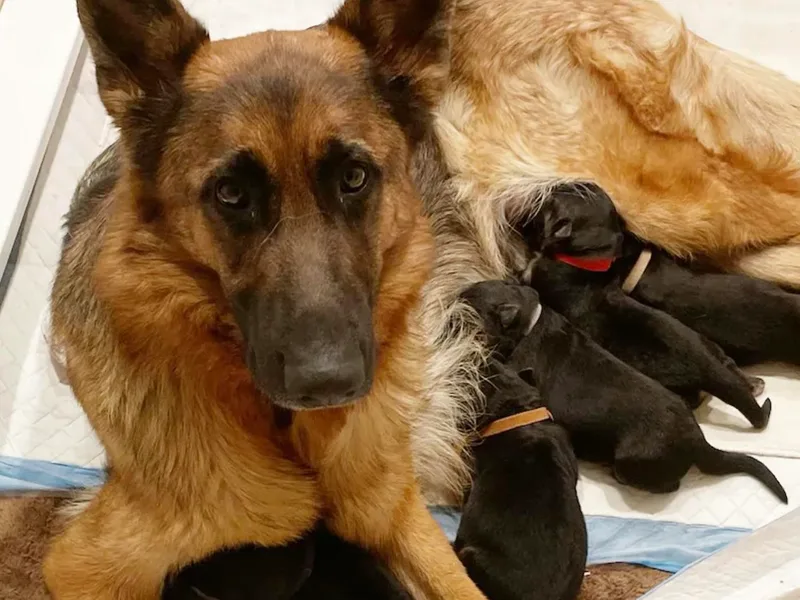 Dog Behaviorist Denver