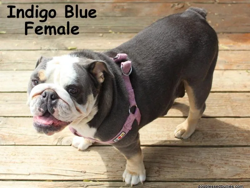 Dog Blessed Bullies