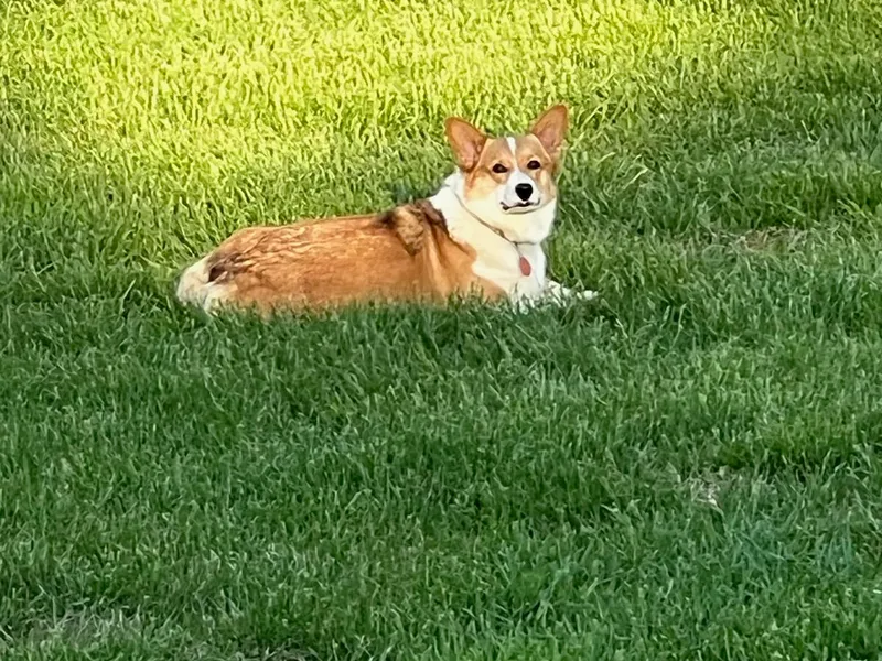 Dog Creek Corgis