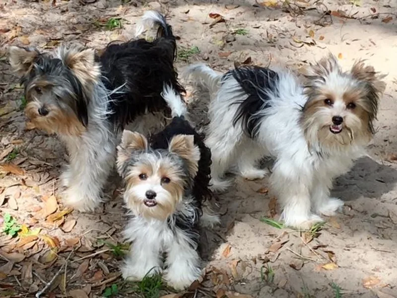 Dog Daze photo 1