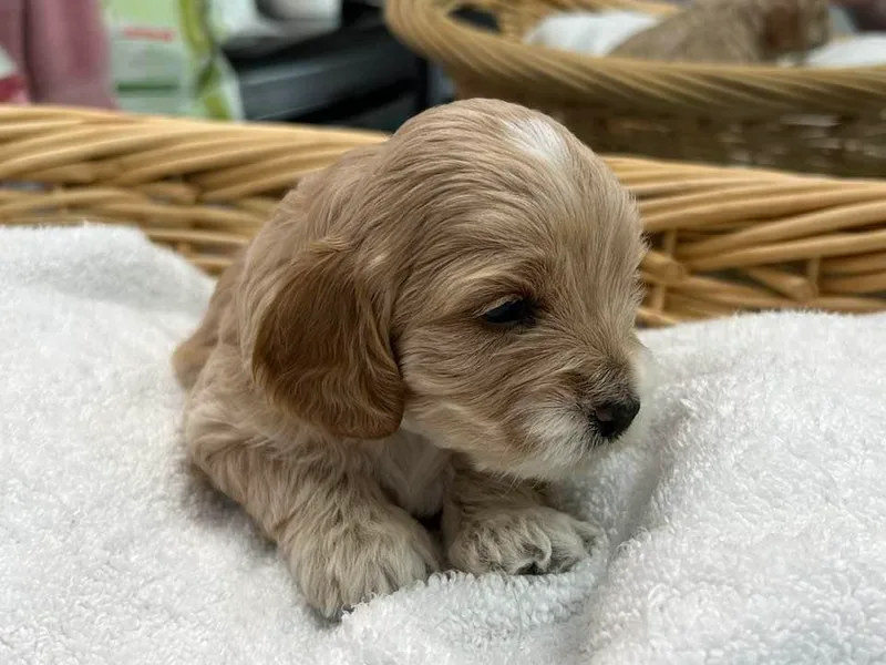 Dog E Stylz Breeding